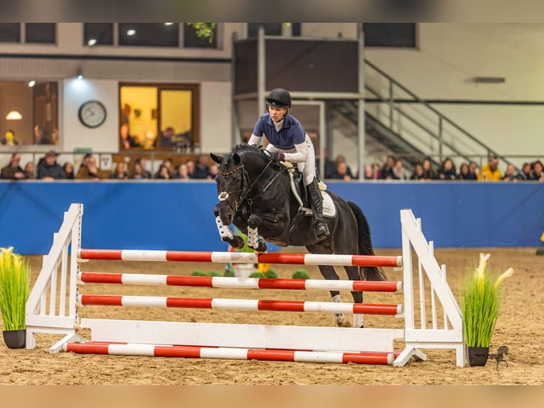 Duitse rijpony Hengst Zwart in Esens