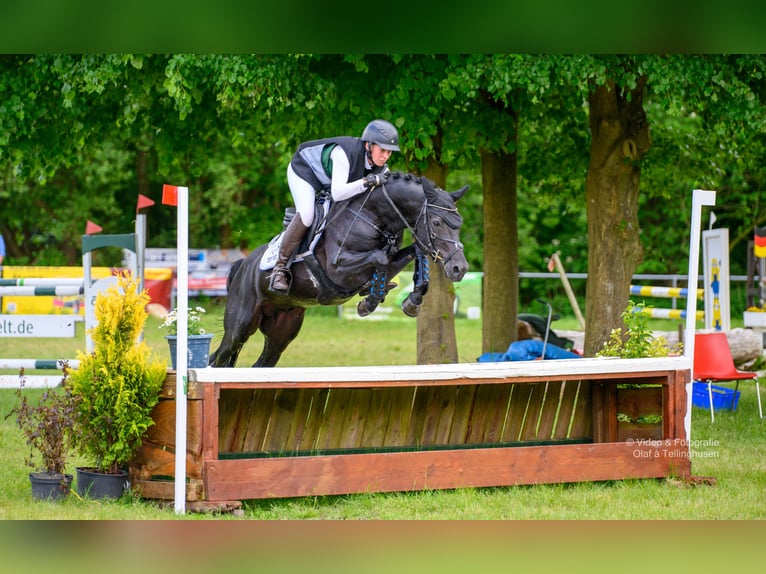 Duitse rijpony Hengst Zwart in Esens