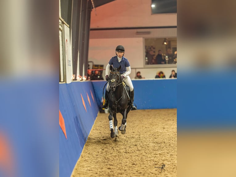 Duitse rijpony Hengst Zwart in Esens