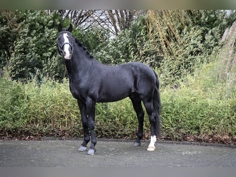 Duitse rijpony Hengst Zwart in Coesfeld