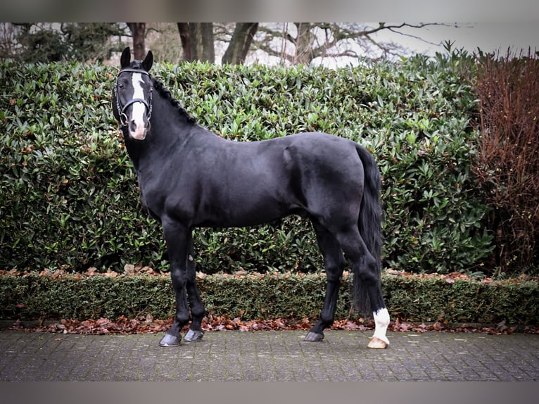 Duitse rijpony Hengst Zwart in Coesfeld