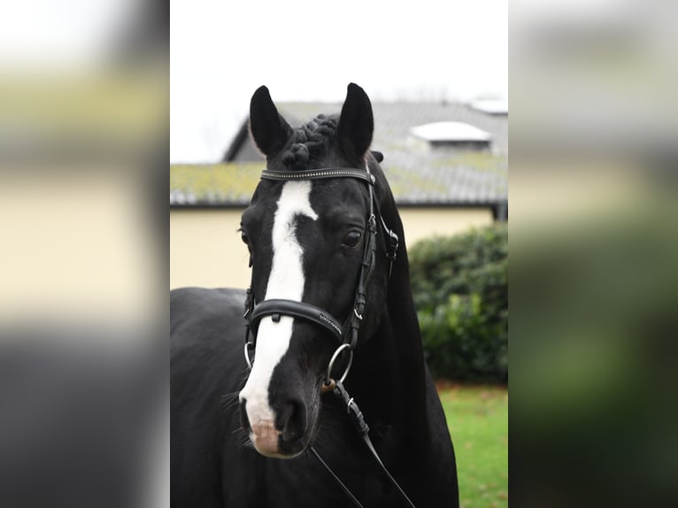 Duitse rijpony Hengst Zwart in Coesfeld