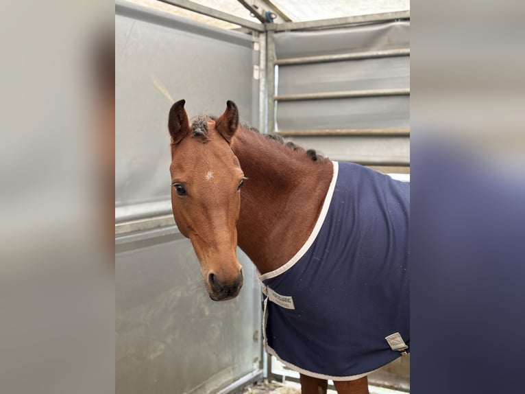 Duitse rijpony Merrie 10 Jaar 135 cm Bruin in Wels