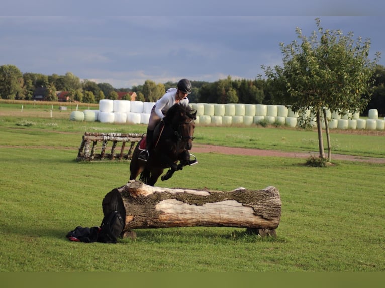 Duitse rijpony Merrie 10 Jaar 136 cm Donkerbruin in Lüdinghausen