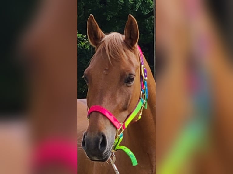 Duitse rijpony Merrie 10 Jaar 136 cm in Oberhausen