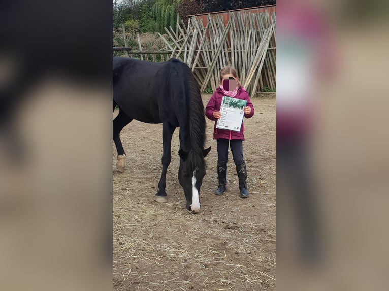 Duitse rijpony Mix Merrie 10 Jaar 138 cm Zwart in Hamburg