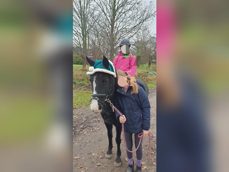 Duitse rijpony Mix Merrie 10 Jaar 138 cm Zwart in Hamburg