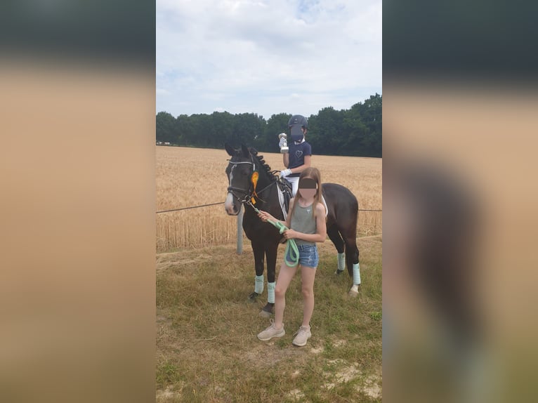 Duitse rijpony Mix Merrie 10 Jaar 138 cm Zwart in Hamburg