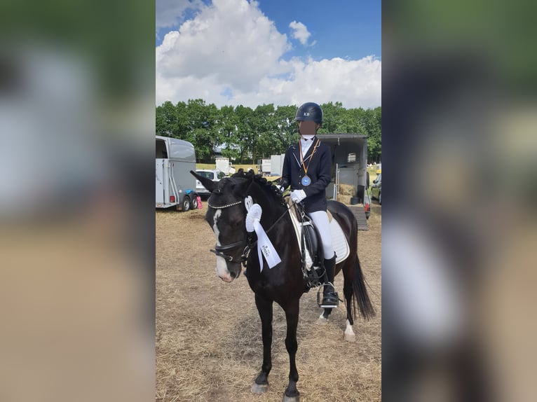 Duitse rijpony Mix Merrie 10 Jaar 138 cm Zwart in Hamburg