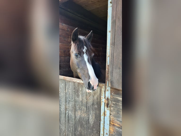 Duitse rijpony Mix Merrie 10 Jaar 138 cm Zwart in Hamburg