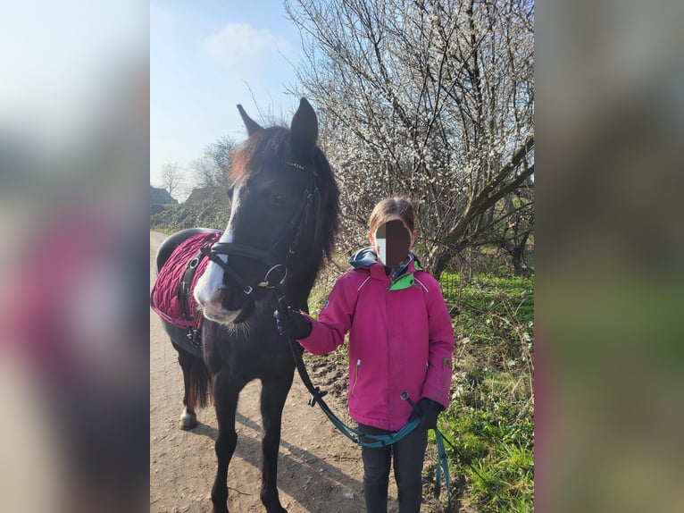 Duitse rijpony Mix Merrie 10 Jaar 138 cm Zwart in Hamburg