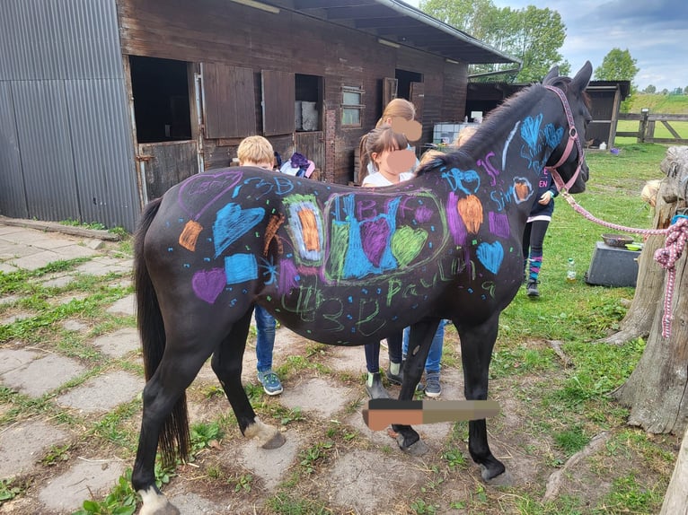 Duitse rijpony Mix Merrie 10 Jaar 138 cm Zwart in Hamburg