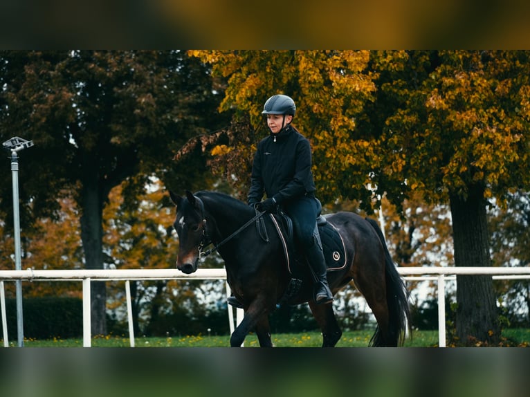 Duitse rijpony Merrie 10 Jaar 140 cm Bruin in Burgstädt