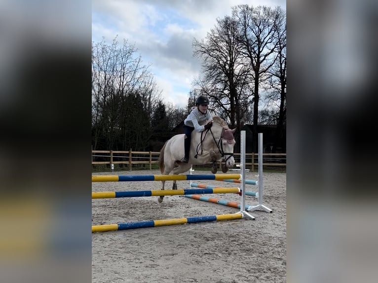 Duitse rijpony Merrie 10 Jaar 140 cm Cremello in Rahden