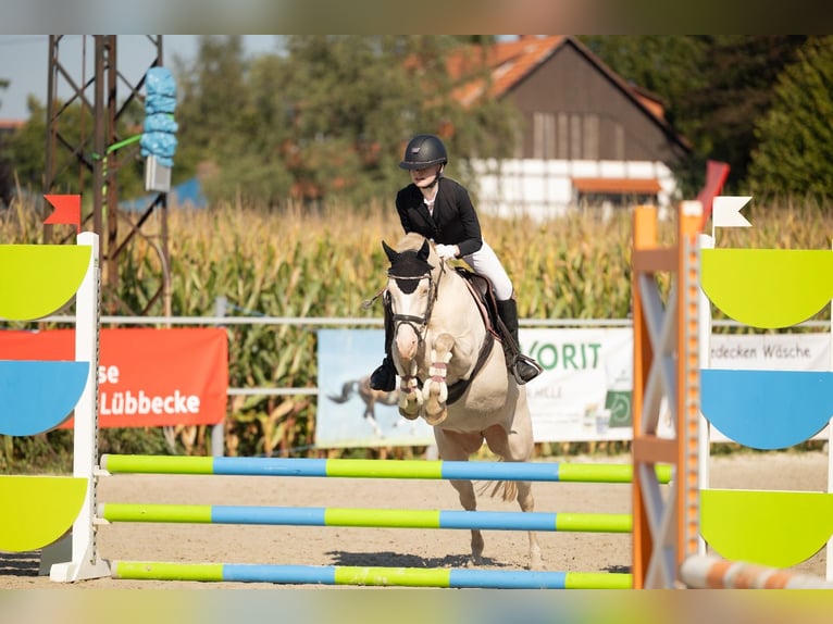 Duitse rijpony Merrie 10 Jaar 140 cm Cremello in Rahden