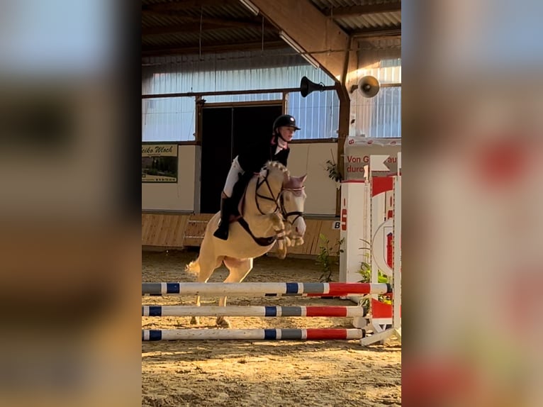 Duitse rijpony Merrie 10 Jaar 140 cm Cremello in Rahden