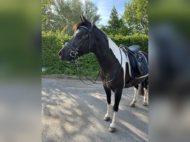 Duitse rijpony Merrie 10 Jaar 140 cm Gevlekt-paard in Aachen