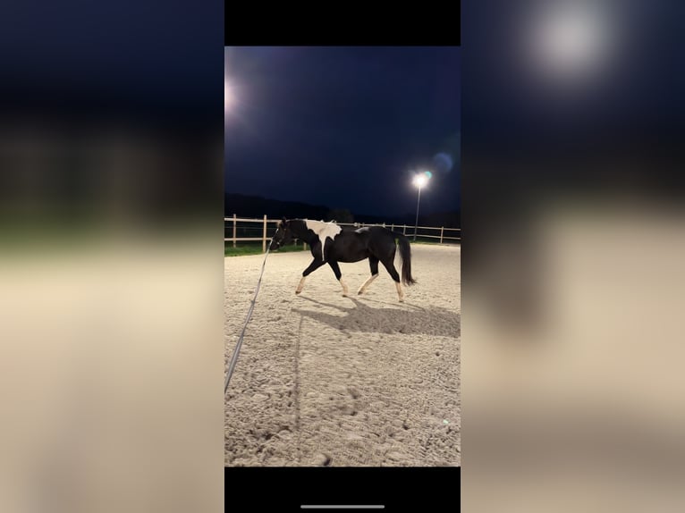 Duitse rijpony Merrie 10 Jaar 140 cm Gevlekt-paard in Aachen