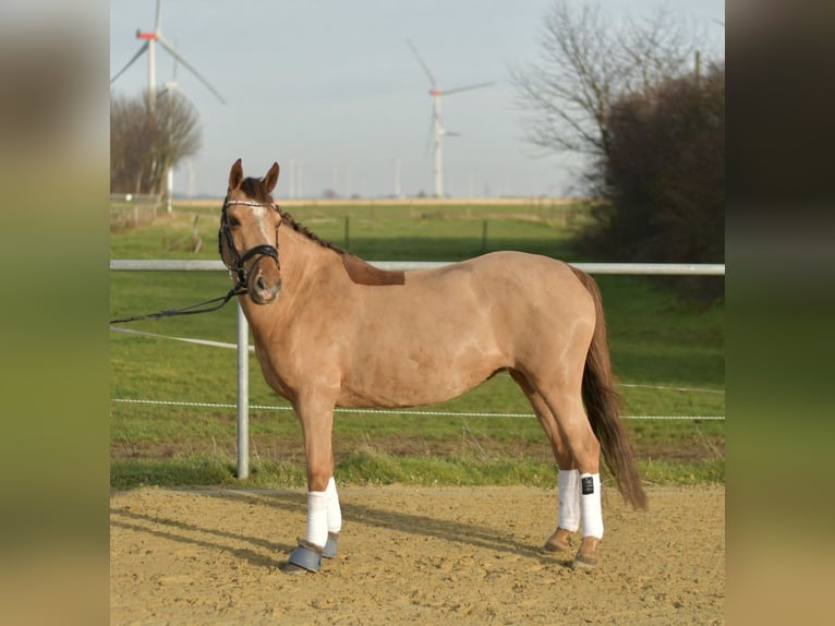 Duitse rijpony Merrie 10 Jaar 140 cm Vos in Geilenkirchen