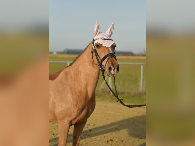 Duitse rijpony Merrie 10 Jaar 140 cm Vos in Geilenkirchen