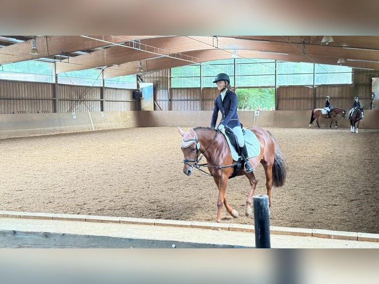 Duitse rijpony Merrie 10 Jaar 142 cm Vos in Gräfelfing