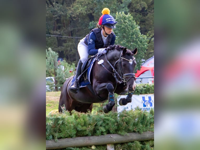 Duitse rijpony Merrie 10 Jaar 142 cm Zwart in Tessin