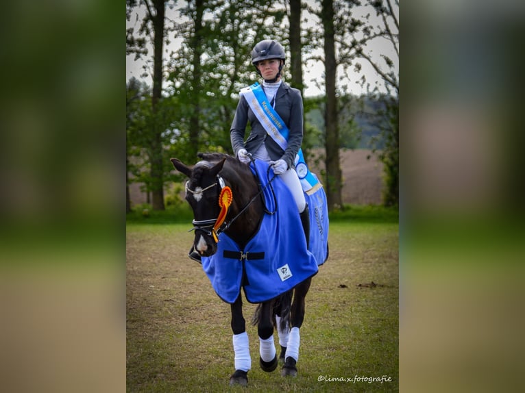 Duitse rijpony Merrie 10 Jaar 142 cm Zwart in Tessin