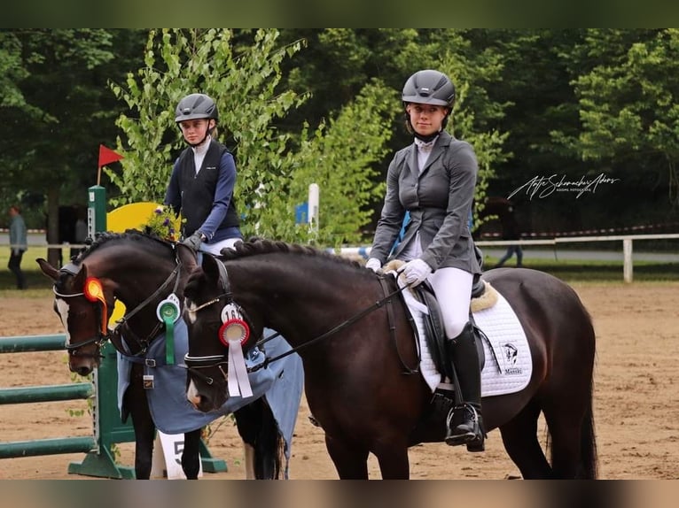 Duitse rijpony Merrie 10 Jaar 142 cm Zwart in Tessin