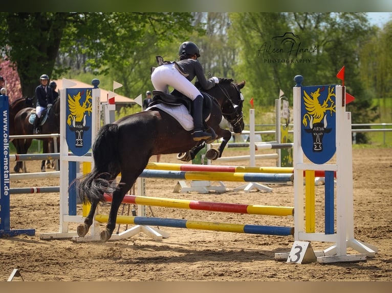 Duitse rijpony Merrie 10 Jaar 142 cm Zwart in Tessin