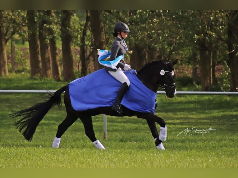 Duitse rijpony Merrie 10 Jaar 142 cm Zwart in Tessin