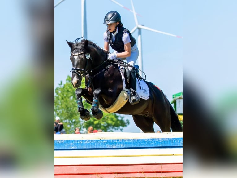 Duitse rijpony Merrie 10 Jaar 142 cm Zwart in Tessin