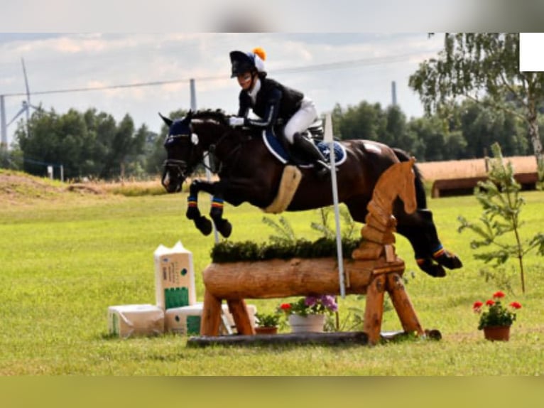 Duitse rijpony Merrie 10 Jaar 142 cm Zwart in Tessin