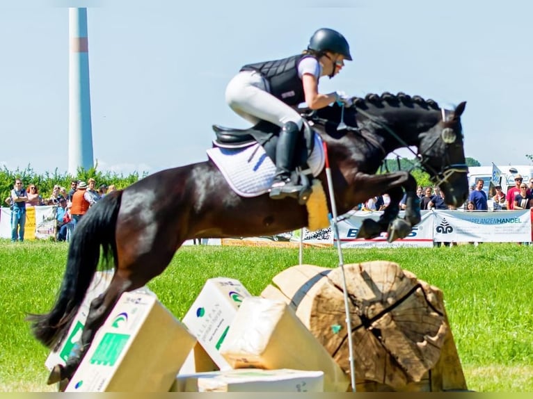 Duitse rijpony Merrie 10 Jaar 142 cm Zwart in Tessin