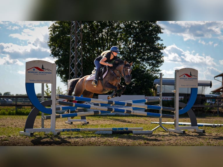 Duitse rijpony Mix Merrie 10 Jaar 143 cm Bruin in Wittichenau