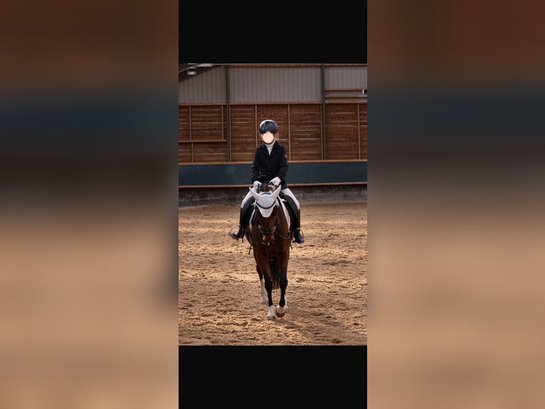 Duitse rijpony Merrie 10 Jaar 144 cm Bruin in Weimar