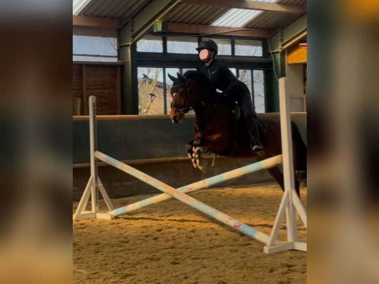 Duitse rijpony Merrie 10 Jaar 144 cm Bruin in Weimar