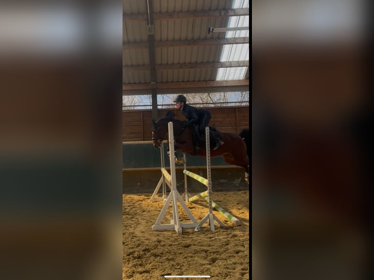 Duitse rijpony Merrie 10 Jaar 144 cm Bruin in Weimar