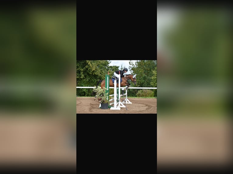 Duitse rijpony Merrie 10 Jaar 144 cm Bruin in Weimar