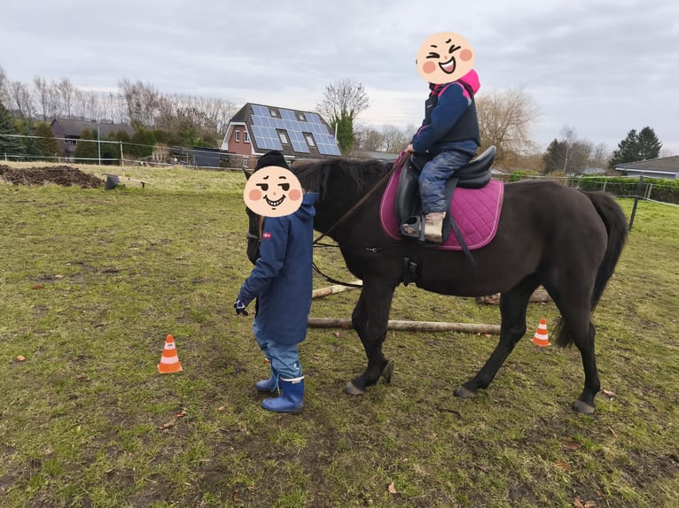 Duitse rijpony Merrie 10 Jaar 144 cm Zwart in Vogtshagen