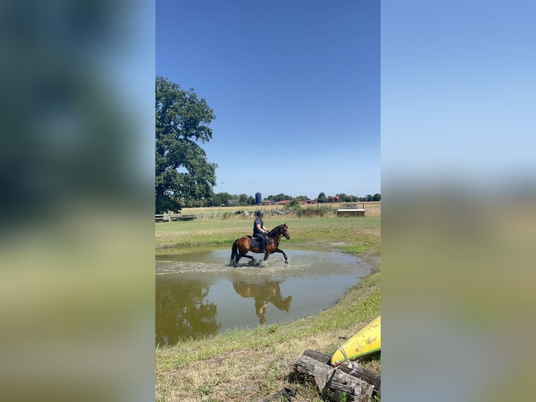 Duitse rijpony Merrie 10 Jaar 145 cm Bruin in Ehrenburg