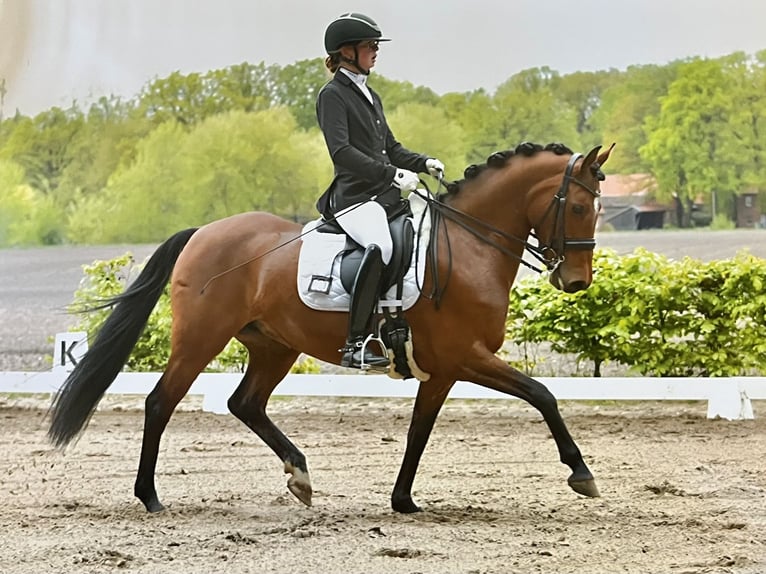 Duitse rijpony Merrie 10 Jaar 145 cm Bruin in Soltau