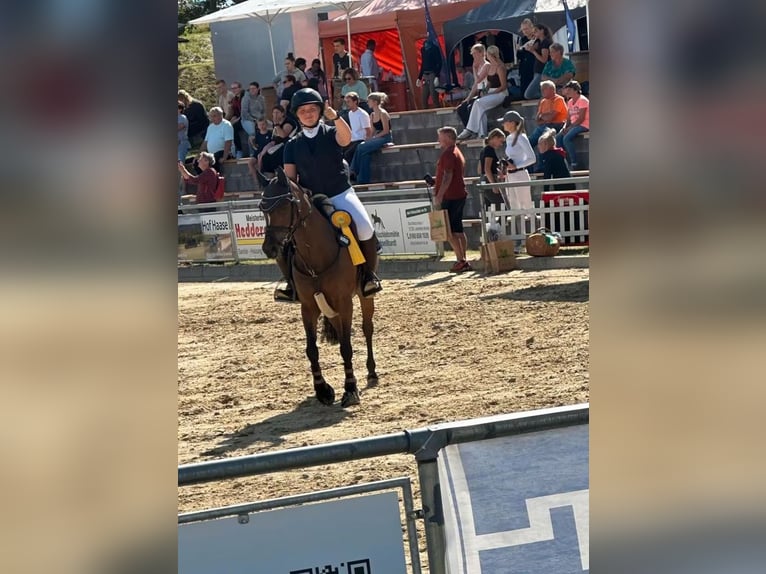 Duitse rijpony Merrie 10 Jaar 145 cm Bruin in KrajaBleicherode