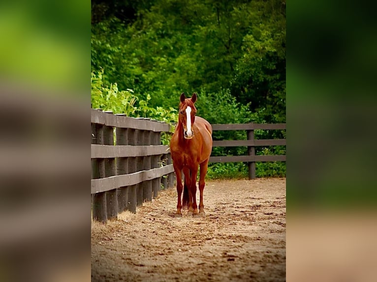 Duitse rijpony Merrie 10 Jaar 145 cm Donkere-vos in Menomonee Falls