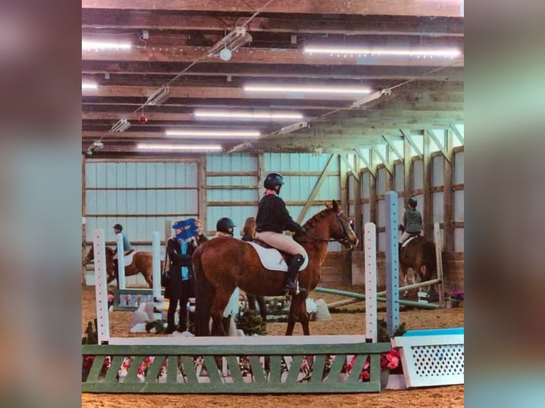 Duitse rijpony Merrie 10 Jaar 145 cm Donkere-vos in Menomonee Falls