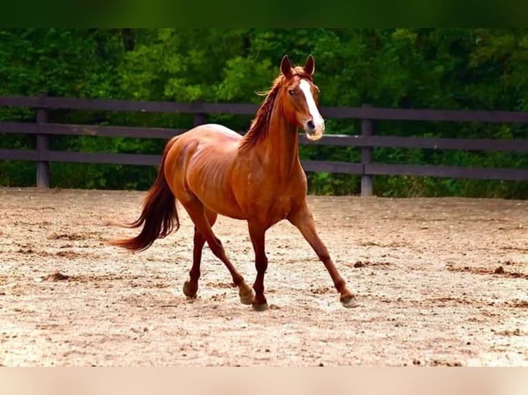 Duitse rijpony Merrie 10 Jaar 145 cm Donkere-vos in Menomonee Falls