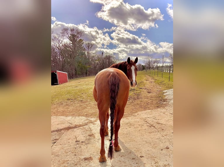 Duitse rijpony Merrie 10 Jaar 145 cm Donkere-vos in Menomonee Falls