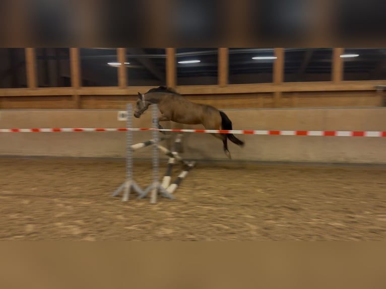 Duitse rijpony Merrie 10 Jaar 145 cm Falbe in Rühen