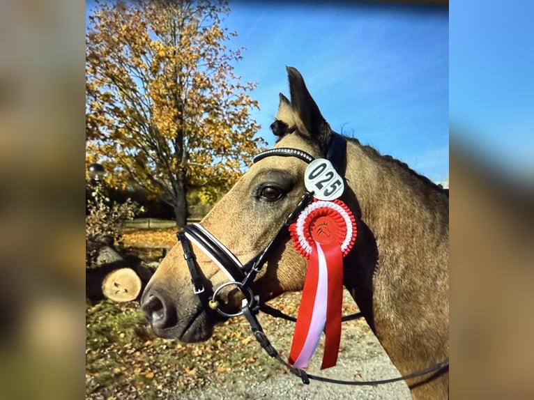 Duitse rijpony Merrie 10 Jaar 145 cm Falbe in Rühen