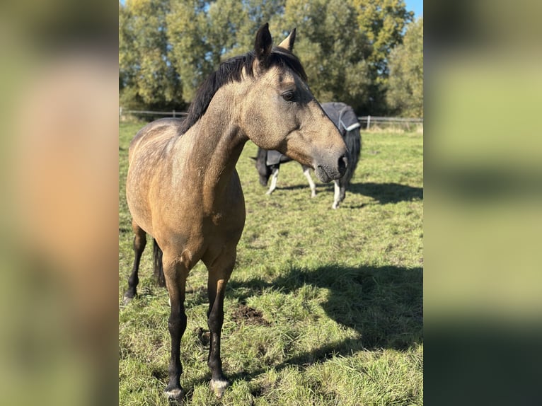 Duitse rijpony Merrie 10 Jaar 145 cm Falbe in Rühen