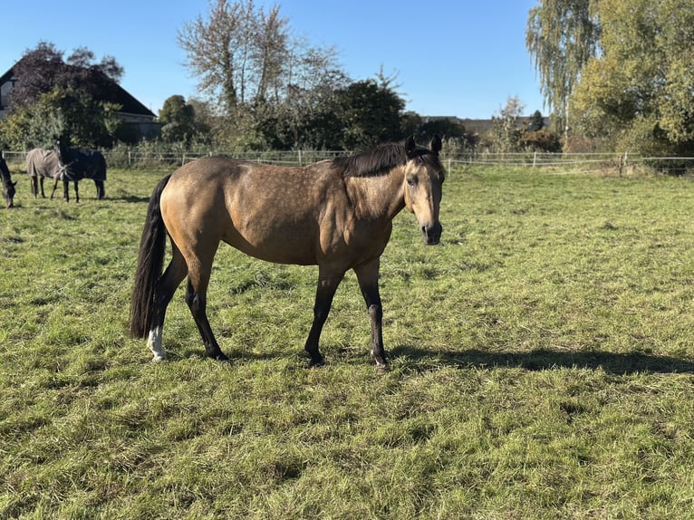 Duitse rijpony Merrie 10 Jaar 145 cm Falbe in Rühen